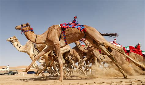 middle eastern camel racing